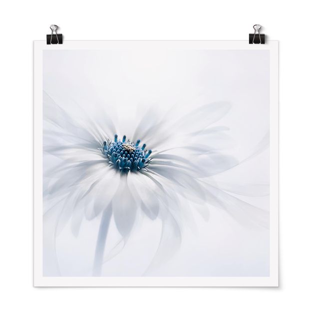 Tableau fleurs Marguerite en bleu
