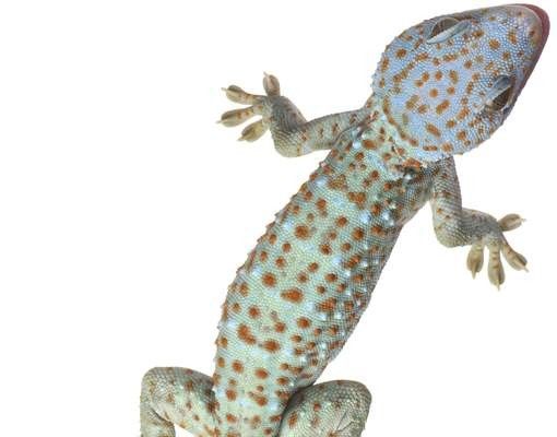 boite aux lettres moderne Nosey Geckos