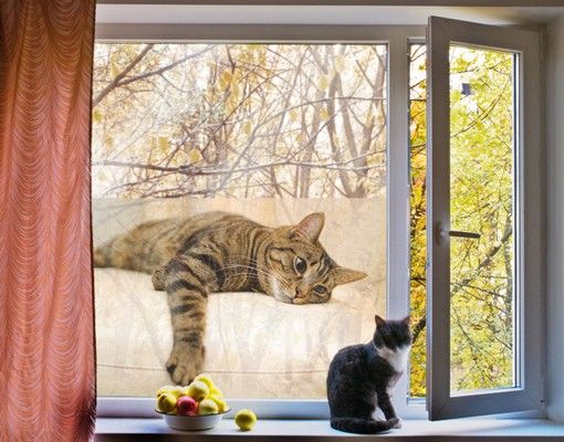 Décoration pour fenêtres - Cat Chill Out