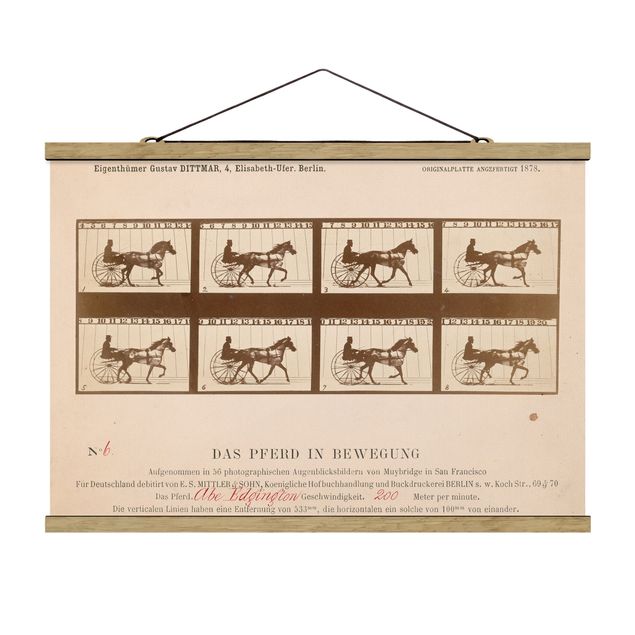 Tableaux animaux Eadweard Muybridge - Le cheval en mouvement