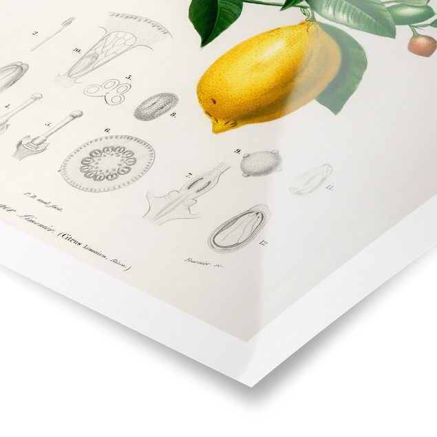 Tableaux Illustration Botanique Vintage Citron