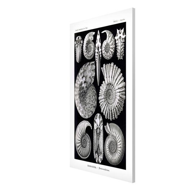 Tableau vintage Tableau Botanique Fossiles noir et blanc