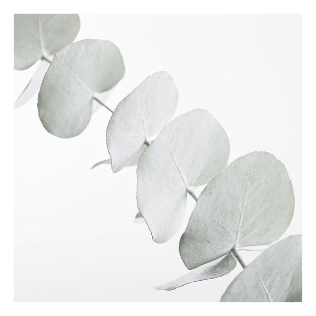 Fonds de hotte - Eucalyptus Branch In White Light - Carré 1:1