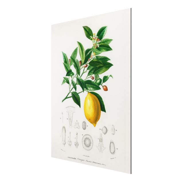 Tableau style vintage Illustration Botanique Vintage Citron