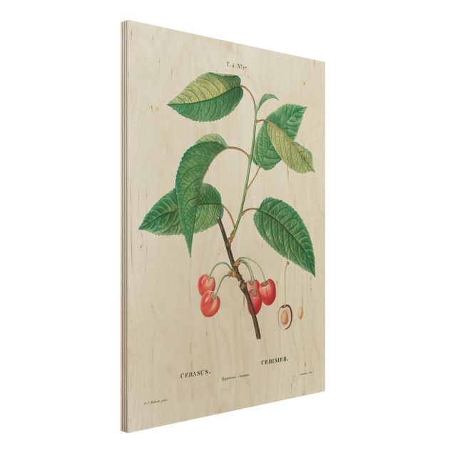 Déco mur cuisine Illustration Botanique Vintage Cerises Rouges