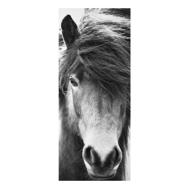 Tableau chevaux Cheval islandais en noir et blanc
