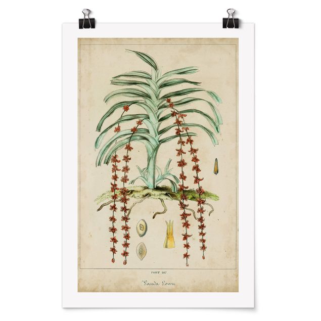 Poster retro Tableau Vintage Palmiers exotiques IV