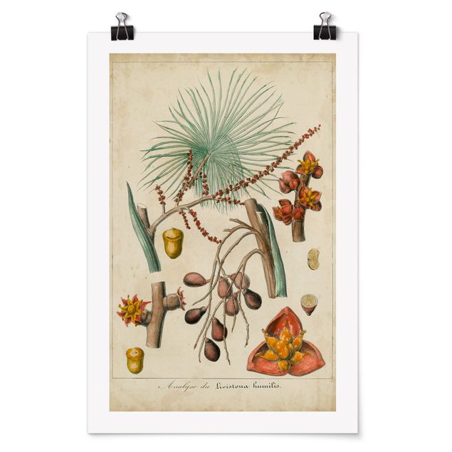 Affiche rétro Tableau Vintage Palmiers exotiques III