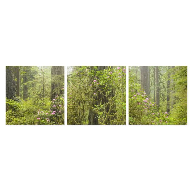 Toile imprimée paysage Parc d'État des séquoias de la côte Del Norte Californie