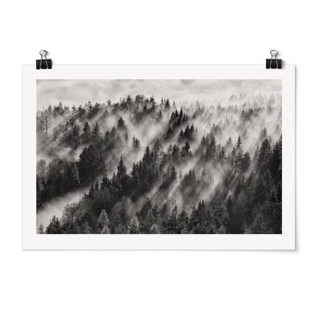 Posters en noir et blanc Rayons lumineux dans la forêt de conifères