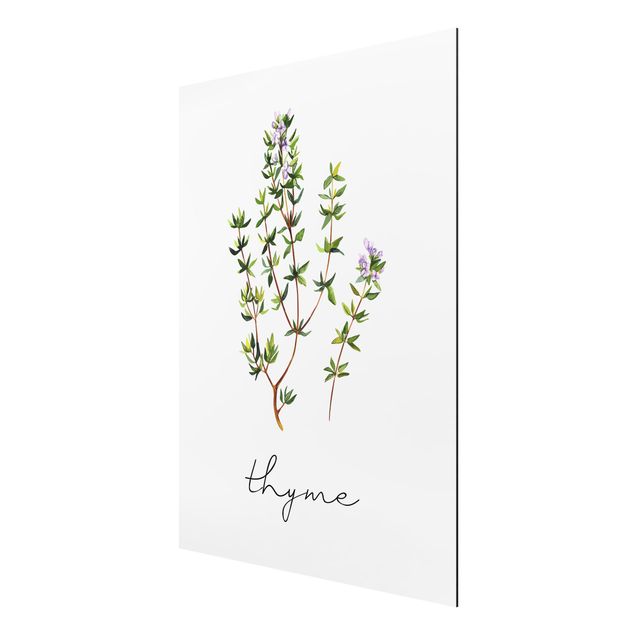 Tableau fleurs Illustration d'herbes aromatiques Thym