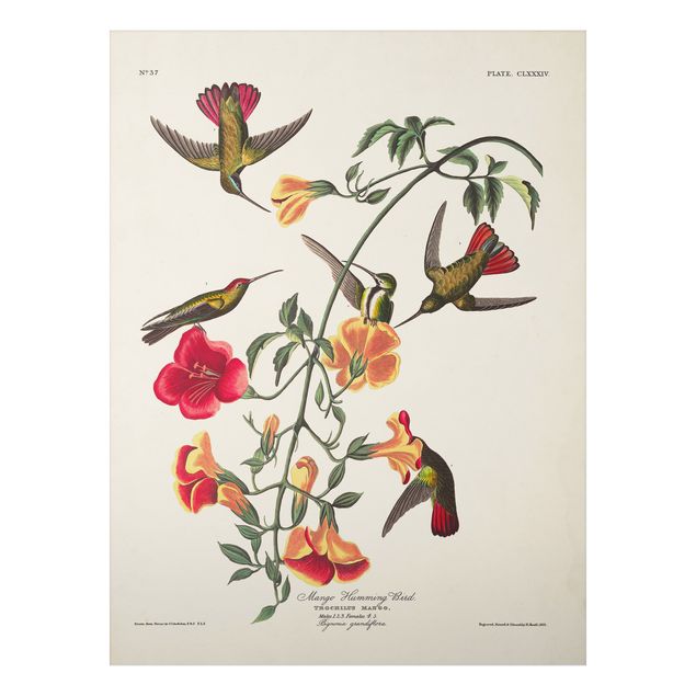 Tableaux fleurs Tableau Vintage Colibri mangue