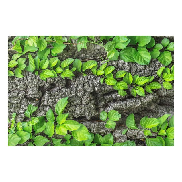 Fond de hotte - Ivy Tree Bark