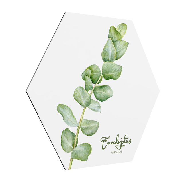 Tableau citations Botanique à l'aquarelle Eucalyptus