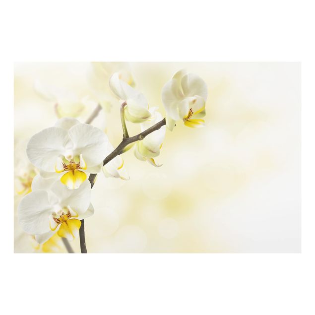 Fond de hotte - orchid branch