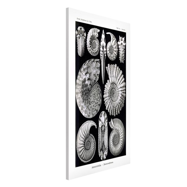 Déco murale cuisine Tableau Botanique Fossiles noir et blanc