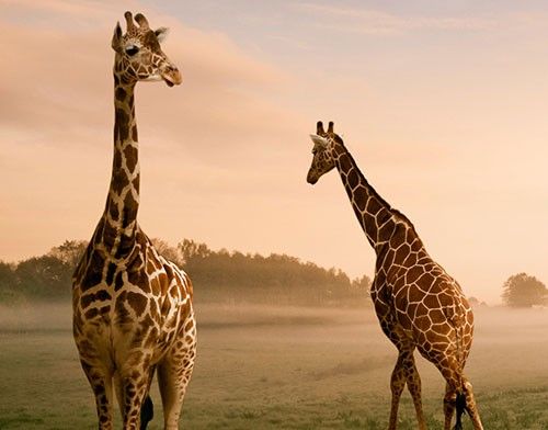 Autocollant carrelage Surreal Giraffes