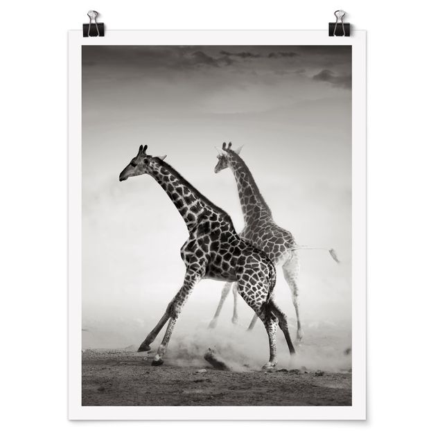 Tableau moderne Girafes à la chasse