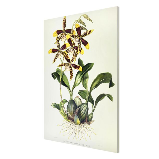 Tableaux Artistiques Maxim Gauci - Orchidée II