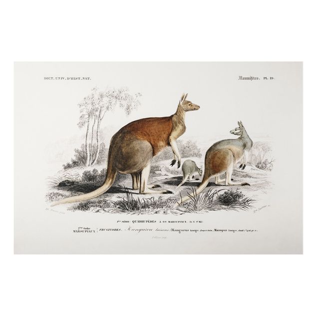 Tableaux Australie Tableau Botanique Kangourou