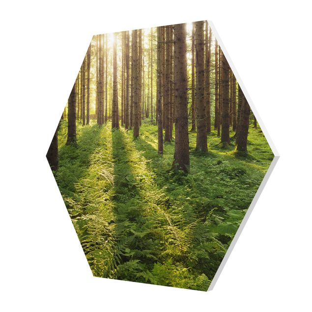 Tableaux forex Rayons de soleil dans une forêt verte