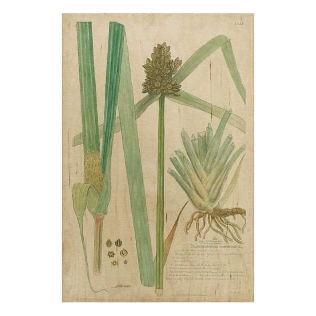 Tableaux en bois avec fleurs Dessin botanique vintage Herbes III