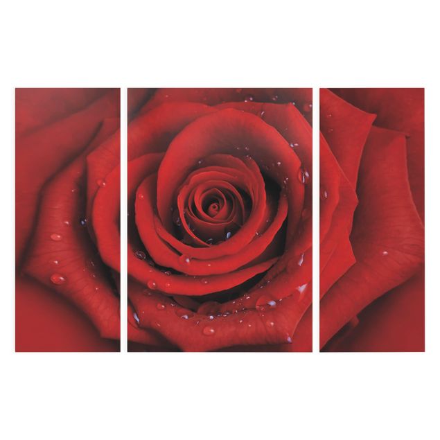 Tableaux amour Rose rouge avec gouttes d'eau