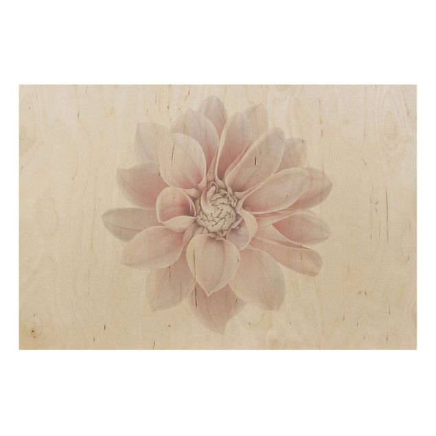 Tableaux en bois avec fleurs Fleur de dahlia Blanc Pastel Rose