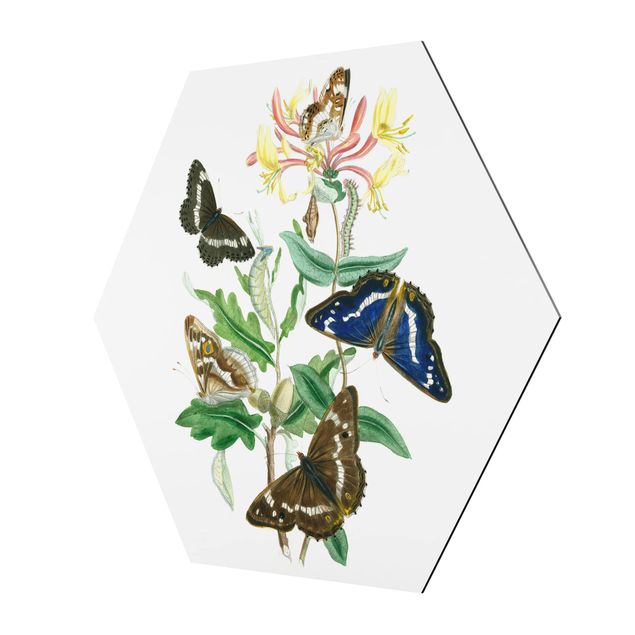 Tableau décoration Papillons britanniques IV