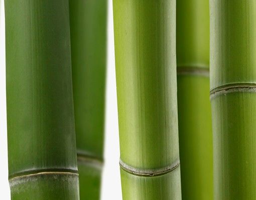 Meubles sous lavabo design - Bamboo Plants