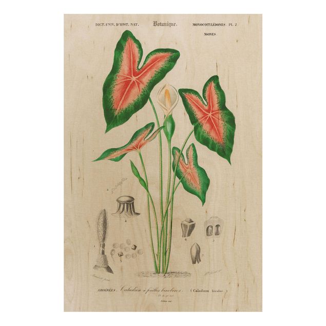Tableaux en bois avec fleurs Illustration Botanique Vintage Plante Tropicale I
