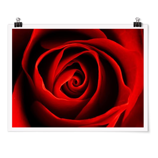 Tableau romantique amour Belle Rose
