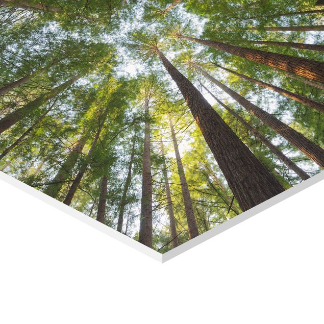 Tableaux verts Têtes de Séquoia