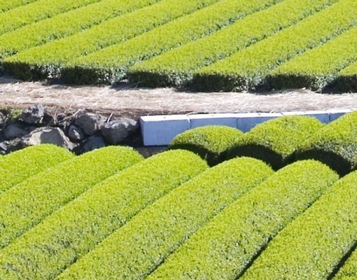 Meubles sous lavabo design - Tea Fields In Front Of The Fuji