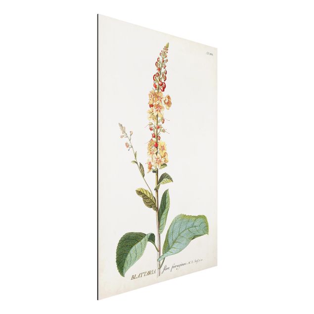 Déco mur cuisine Illustration botanique vintage Mullein