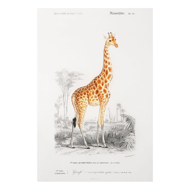 Tableau girafes Tableau Vintage Girafe