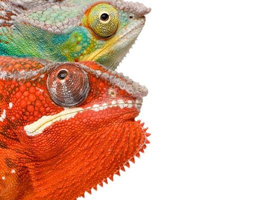Meubles sous lavabo design - Colourful Chameleon