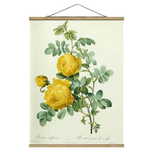 Tableaux fleurs Pierre Joseph Redoute - Sulfurea Rose
