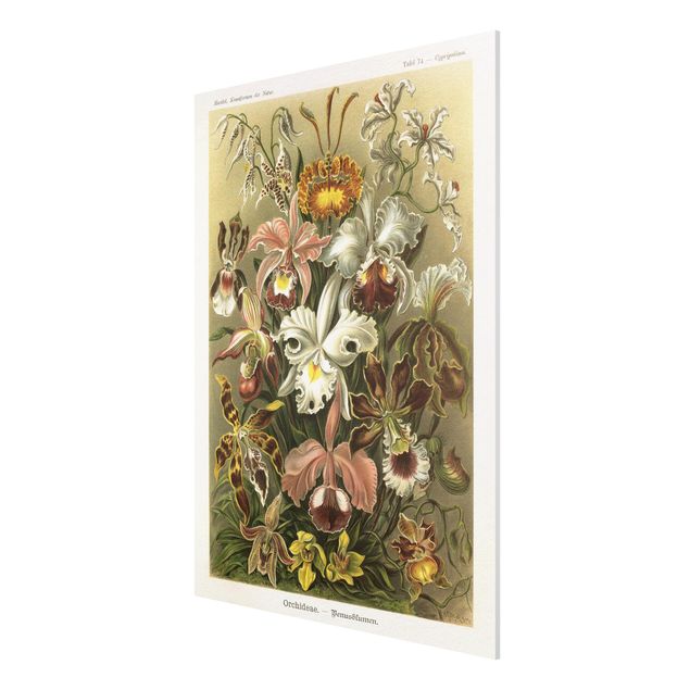 tableaux floraux Tableau Vintage Orchidée