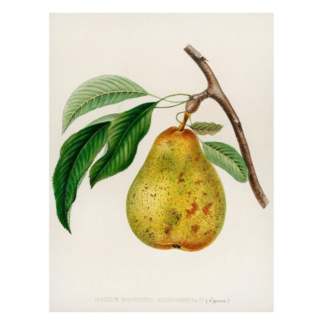 Tableaux fruits Illustration Botanique Vintage Poire Jaune