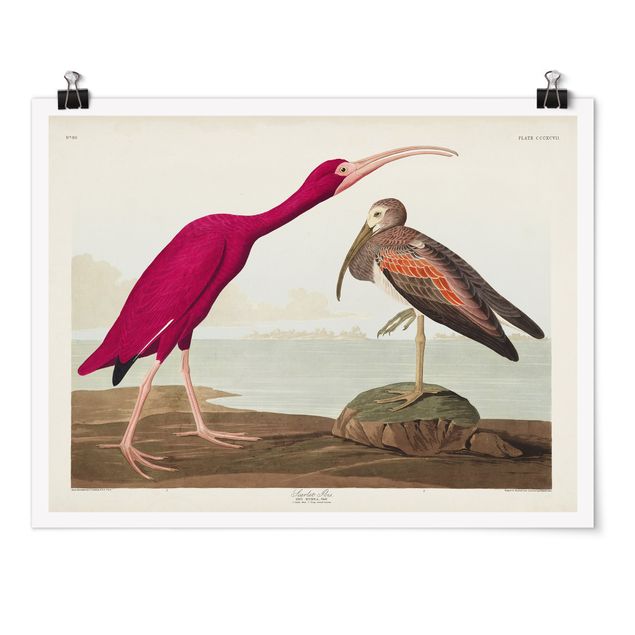 Tableaux mer Tableau Vintage Ibis rouge
