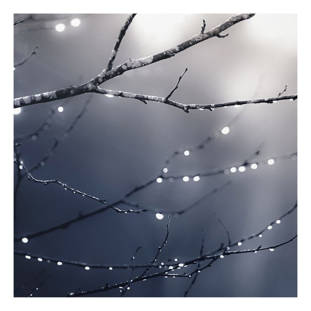 Fonds de hotte - Drops Of Light On A Branch Of A Birch Tree - Carré 1:1
