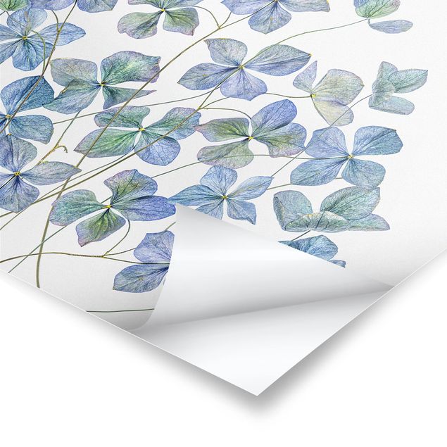 Posters muraux Fleurs d'hortensia bleues