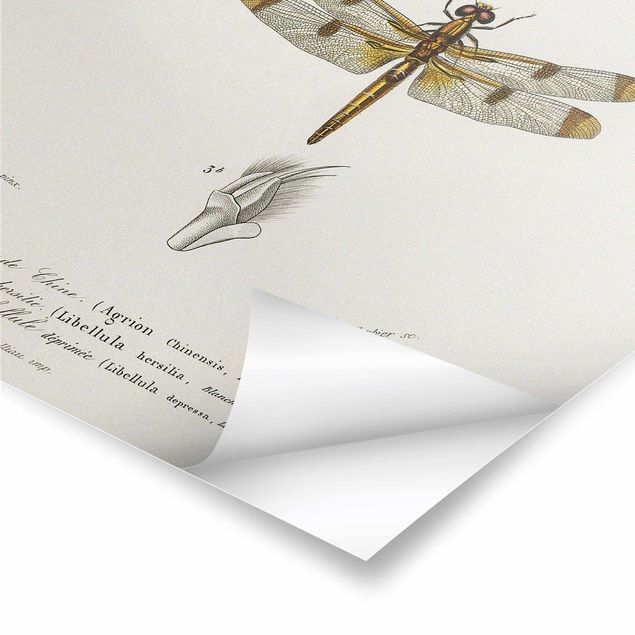 Poster - Vintage Board Dragonflies
