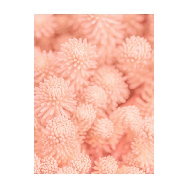 tapis floral Sedum magique rose pâle