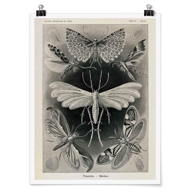 Tableau animaux Tableau Vintage phalènes et papillons