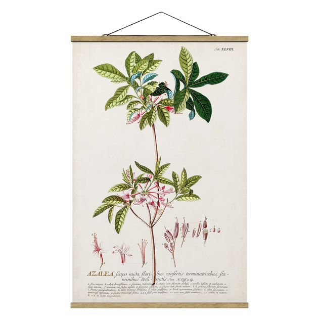 Tableau floral Illustration botanique vintage Azalea