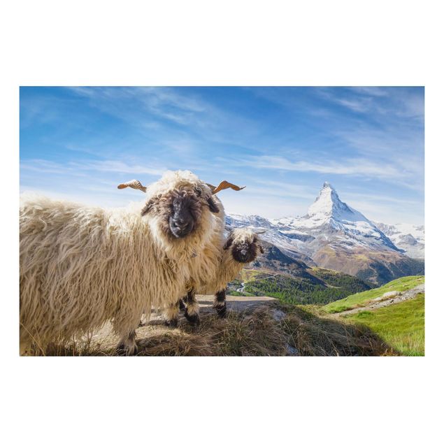 Tableaux paysage Moutons à nez noir de Zermatt