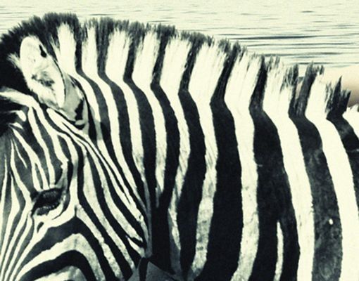 Meubles sous lavabo design - Woman Posing With Zebras
