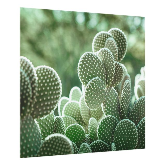 crédence cuisine en verre Cactus